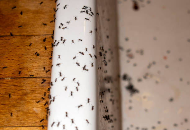 Pest Prevention Services in Katonah, NY