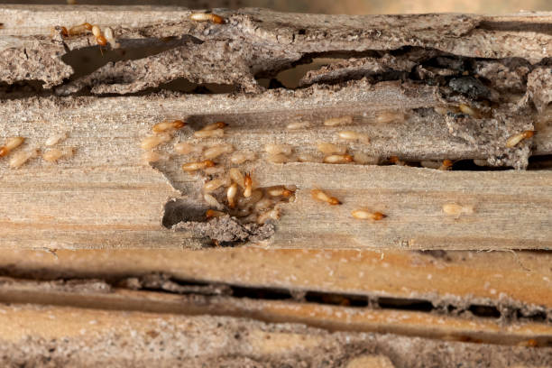 Wildlife Control Services in Katonah, NY