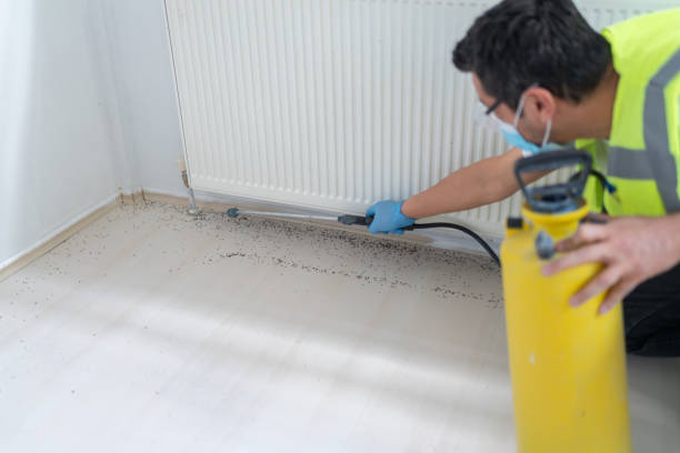 Flea Control Services in Katonah, NY